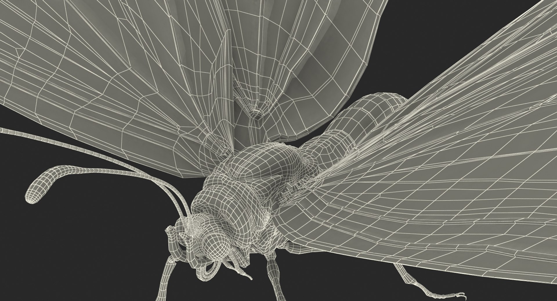 3D model monarch butterfly rigged https://p.turbosquid.com/ts-thumb/DN/icO7Q4/P2rhmX9V/monarchbutterflyrigged3dmodel021/jpg/1520062339/1920x1080/fit_q87/b7501348845661f6f1475fbadaad426bd1c6fe9e/monarchbutterflyrigged3dmodel021.jpg
