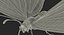 Monarch Butterfly Rigged 3D Model