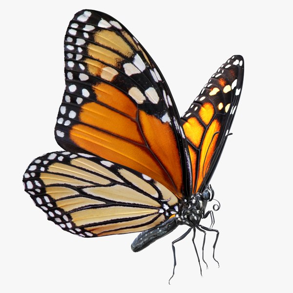 3D model monarch butterfly rigged