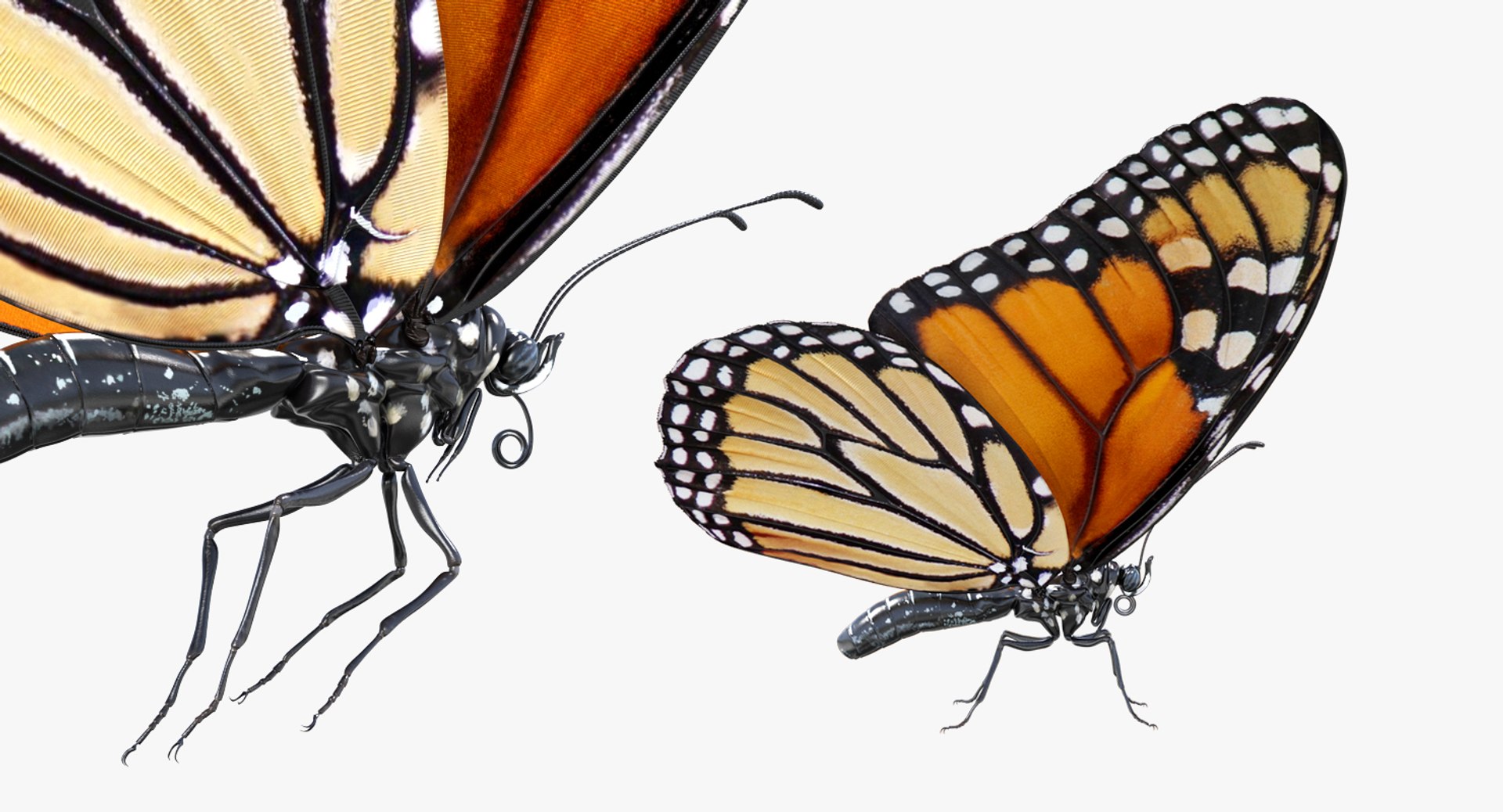 3D model monarch butterfly rigged https://p.turbosquid.com/ts-thumb/DN/icO7Q4/uA8aeMdc/monarchbutterflyrigged3dmodel008/jpg/1520062268/1920x1080/fit_q87/25aededf4d4eab148e96de3ae6592365484c2307/monarchbutterflyrigged3dmodel008.jpg