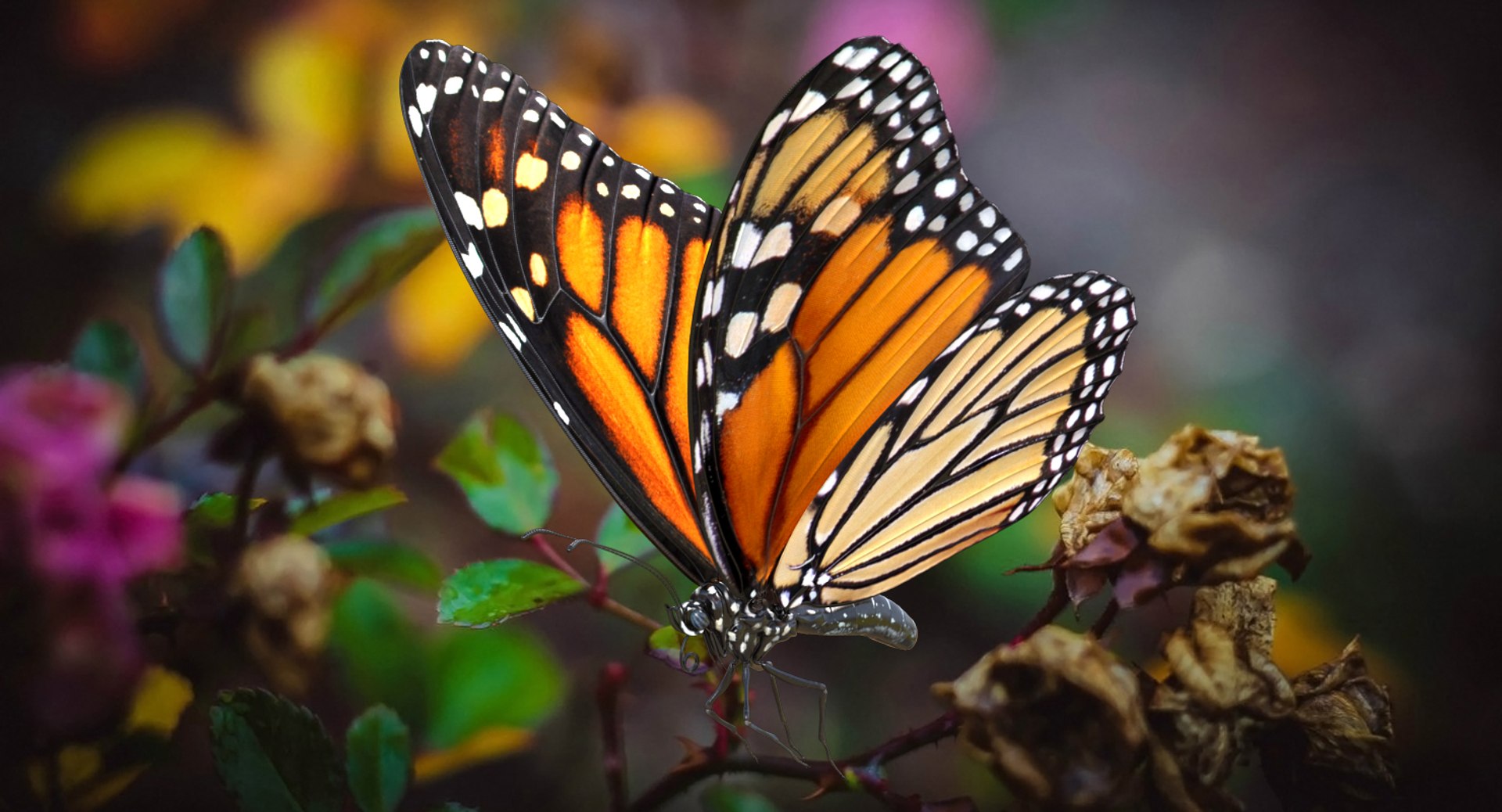 3D model monarch butterfly rigged https://p.turbosquid.com/ts-thumb/DN/icO7Q4/uSUlOLQJ/monarchbutterflyrigged3dmodel002/jpg/1520062246/1920x1080/fit_q87/26167c1a9430d8f016734b2cab0b7658a06d87a7/monarchbutterflyrigged3dmodel002.jpg