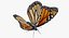 Monarch Butterfly Rigged 3D Model