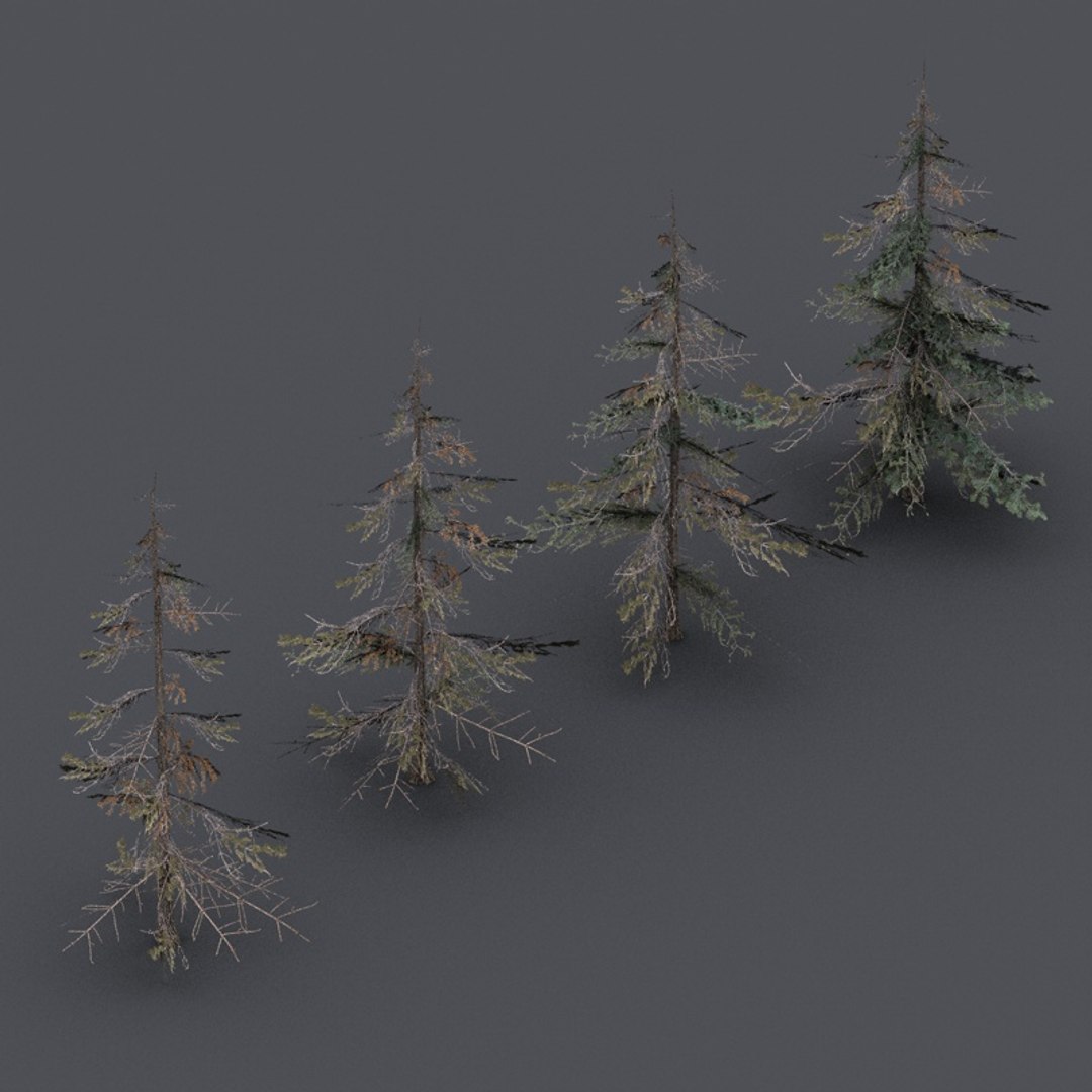 3d model spruce tree