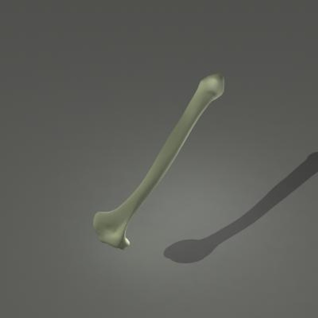 human skeleton humerus arm 3d model