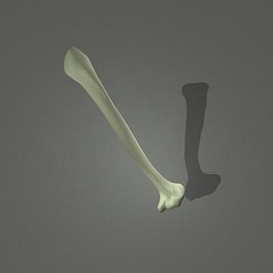 Human skeleton Humerus