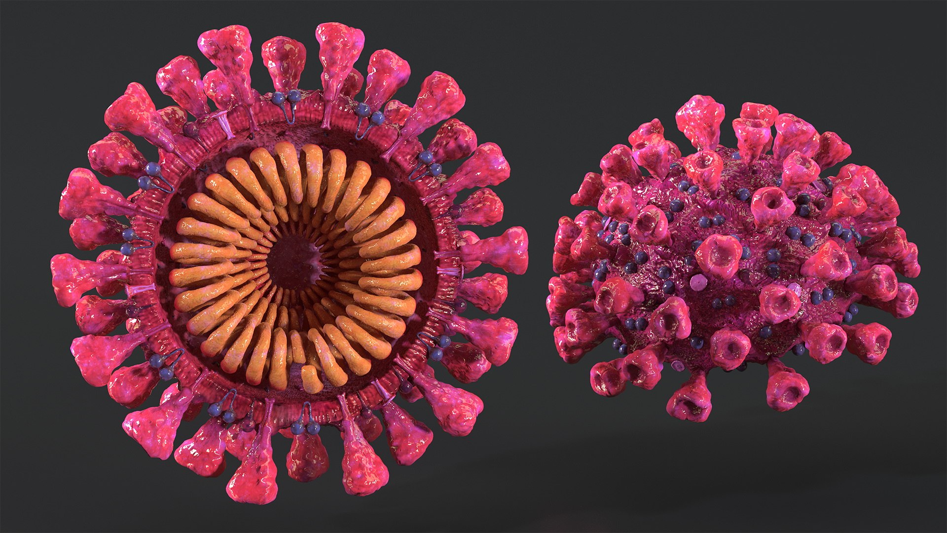 coronavirus 2019-ncov virus corona 3D https://p.turbosquid.com/ts-thumb/DN/qEklFq/4tAWfkjW/coronavirus2019ncovcollectionmb3dmodel005/jpg/1584567659/1920x1080/fit_q87/69719d72f790fb934408fcdbf14cd0061be031bc/coronavirus2019ncovcollectionmb3dmodel005.jpg