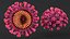 Coronavirus 2019-nCoV Collection