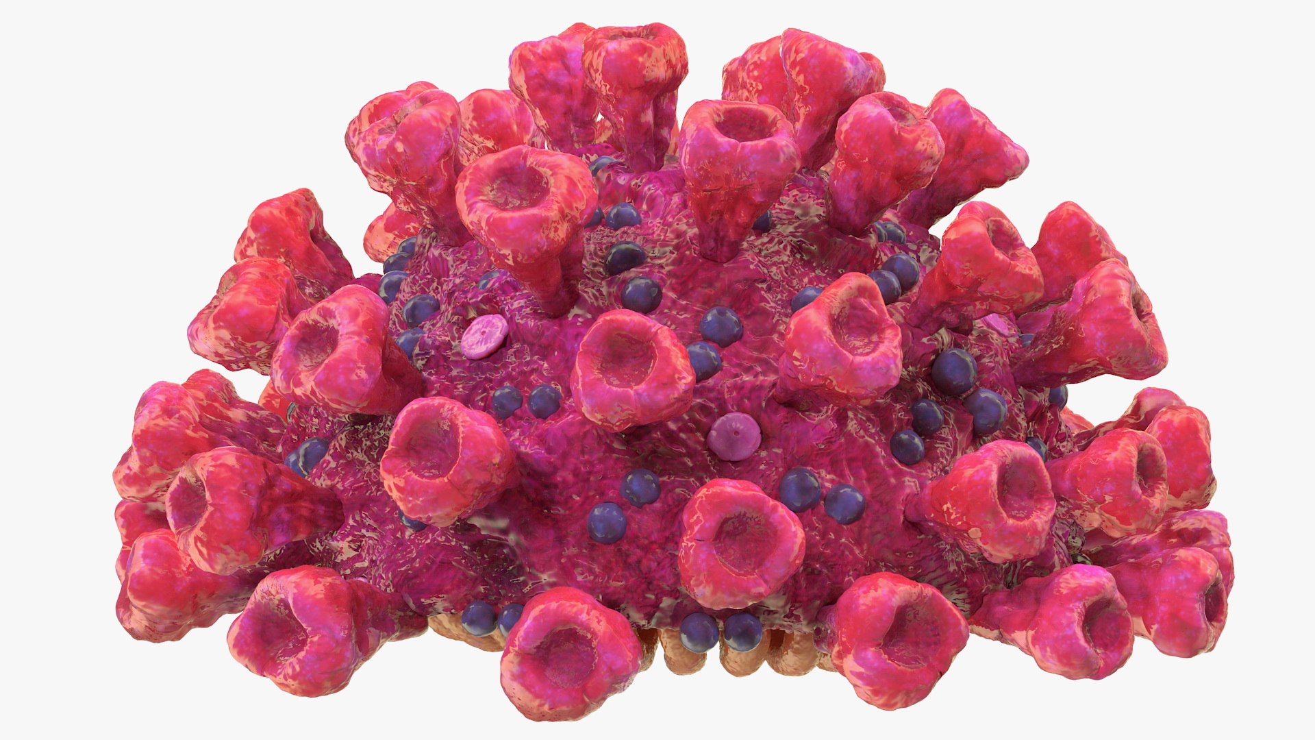 coronavirus 2019-ncov virus corona 3D https://p.turbosquid.com/ts-thumb/DN/qEklFq/gTxI0EWX/coronavirus2019ncovcollectionmb3dmodel008/jpg/1584567670/1920x1080/fit_q87/219bfe64ca5ee4b054ecc8344445eaed76c9f1e5/coronavirus2019ncovcollectionmb3dmodel008.jpg