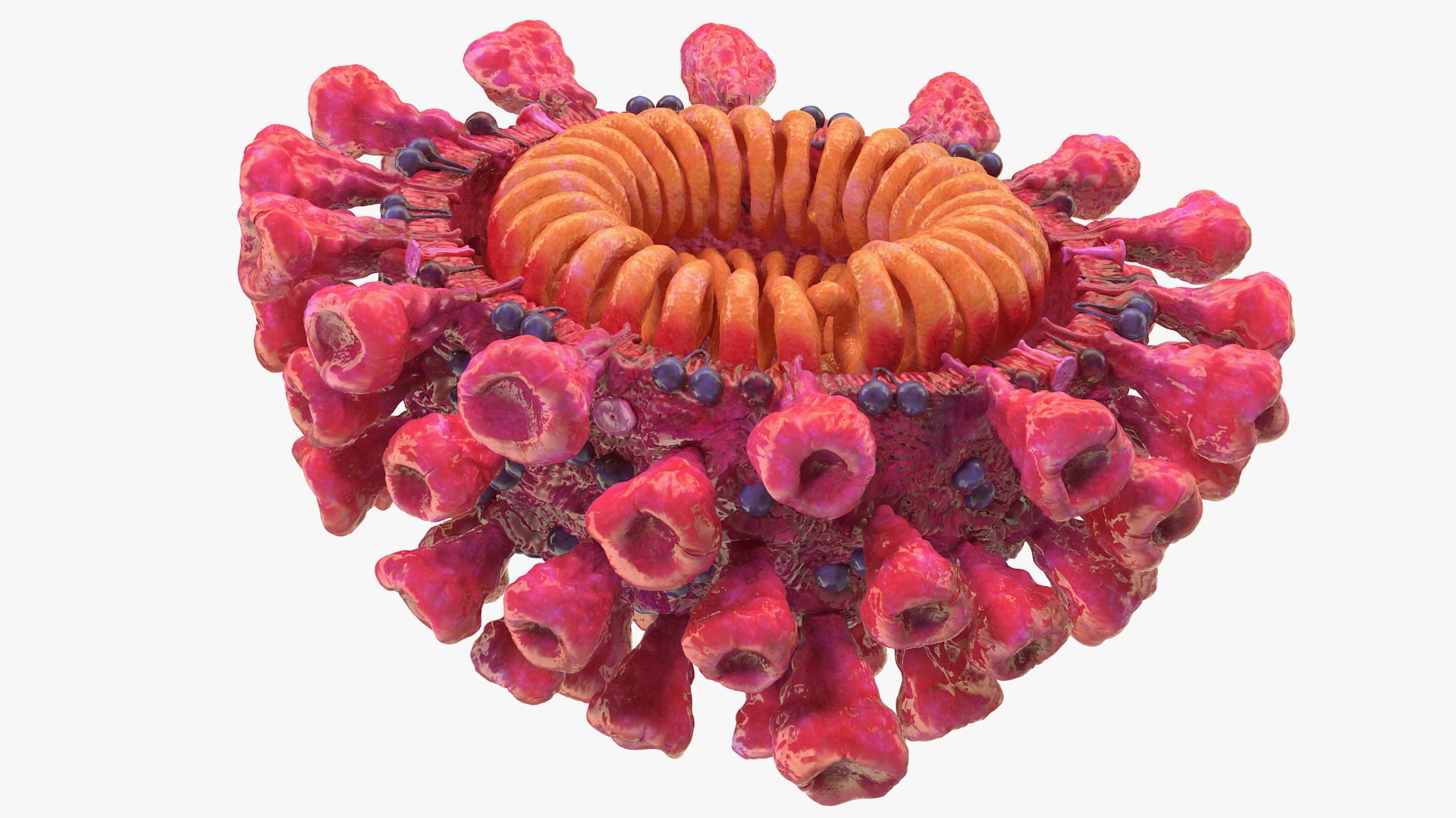 coronavirus 2019-ncov virus corona 3D https://p.turbosquid.com/ts-thumb/DN/qEklFq/i7dBIV3Y/coronavirus2019ncovcollectionmb3dmodel009/jpg/1584567673/1920x1080/fit_q87/b837e2ad767277202d9ea5ce25324e08974ef79b/coronavirus2019ncovcollectionmb3dmodel009.jpg