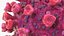 Coronavirus 2019-nCoV Collection