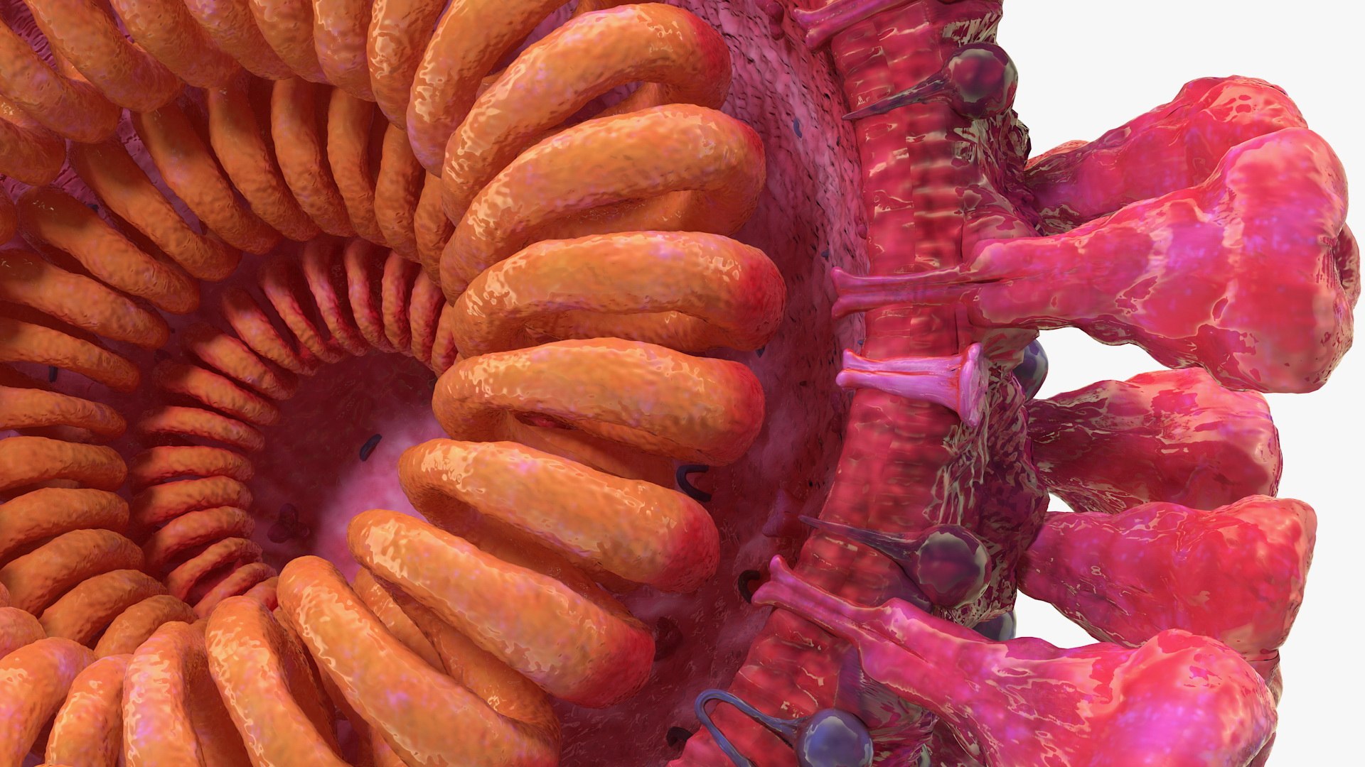 coronavirus 2019-ncov virus corona 3D https://p.turbosquid.com/ts-thumb/DN/qEklFq/rNxIn6XY/coronavirus2019ncovcollectionmb3dmodel012/jpg/1584567683/1920x1080/fit_q87/908826d0e4e280e35d6845ae83641f852f61cc8f/coronavirus2019ncovcollectionmb3dmodel012.jpg