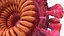 Coronavirus 2019-nCoV Collection