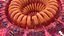 Coronavirus 2019-nCoV Collection