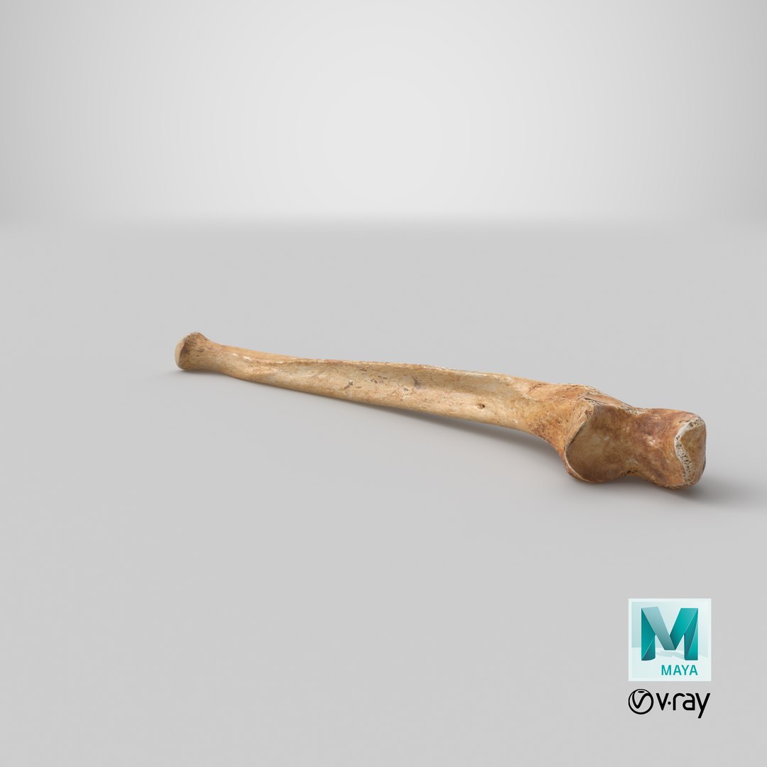 Human Ulna Bone 01 3D - TurboSquid 1422285