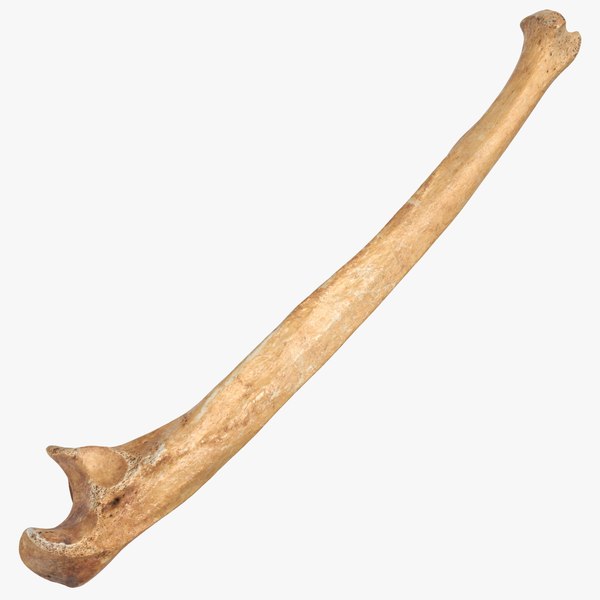 human ulna bone 01 3D