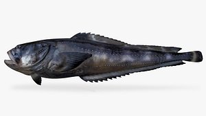 3D mimetic midshipman model