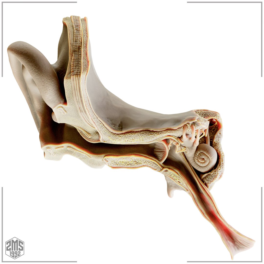 3D model Ear Cross Section Anatomy Printable https://p.turbosquid.com/ts-thumb/DO/AQBWPY/6Y/7/png/1776196660/1920x1080/fit_q87/ff8142665e4dc09ea91e94feea701545b66d962b/7.jpg