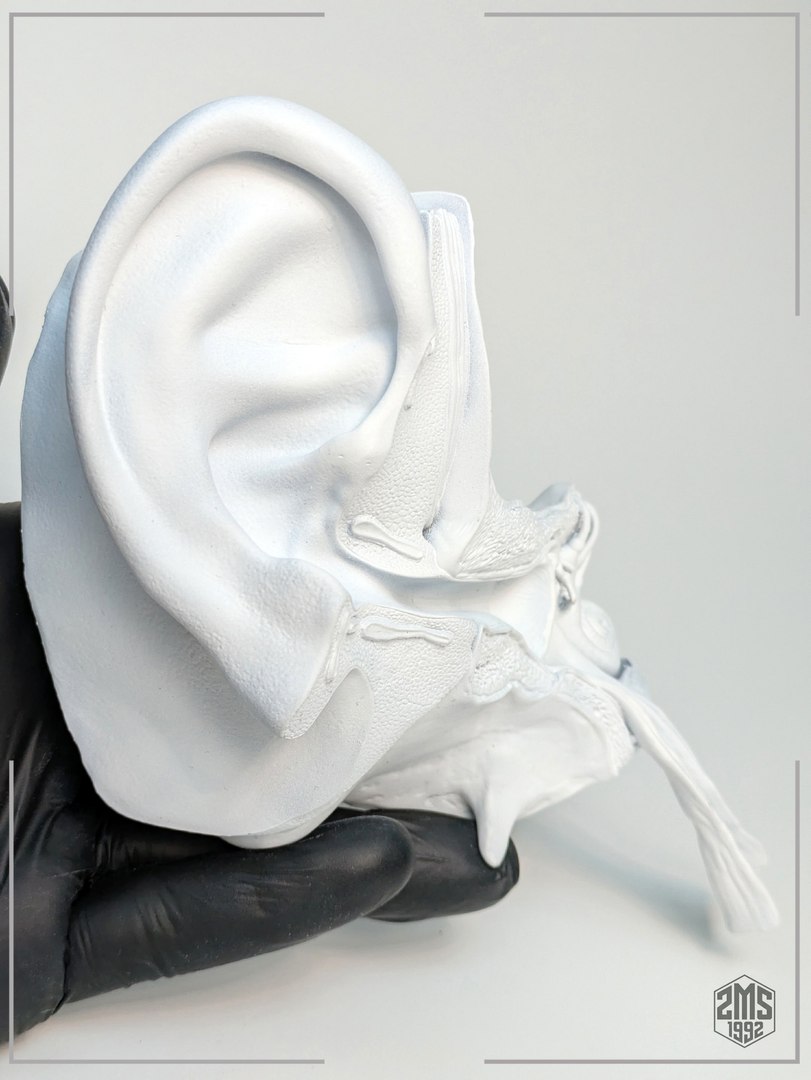 3D model Ear Cross Section Anatomy Printable https://p.turbosquid.com/ts-thumb/DO/AQBWPY/87/f4/jpg/1776196666/1920x1080/fit_q87/e6f6845538c1772dd816c3d089b9b7e79cc0e8af/f4.jpg