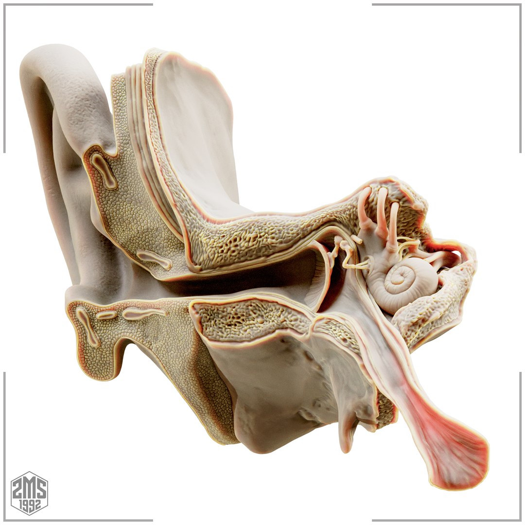 3D model Ear Cross Section Anatomy Printable https://p.turbosquid.com/ts-thumb/DO/AQBWPY/9e/2/png/1776196658/1920x1080/fit_q87/ebf0bf154f00c0df4ffc5e724c7306cf4599da0c/2.jpg