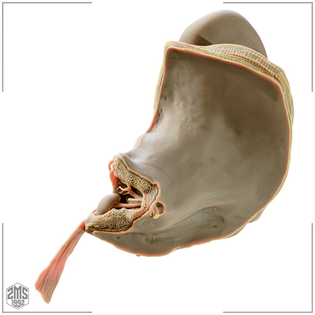 3D model Ear Cross Section Anatomy Printable https://p.turbosquid.com/ts-thumb/DO/AQBWPY/Oi/4/png/1776196659/1920x1080/fit_q87/477439682a86020d373f97d4fe54037d169fec24/4.jpg