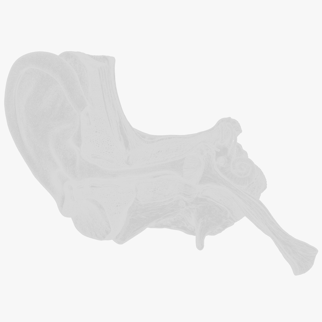 3D model Ear Cross Section Anatomy Printable https://p.turbosquid.com/ts-thumb/DO/AQBWPY/nH/w1/png/1776196662/1920x1080/fit_q87/c562181cbfcbd027c093ebd22044eae58b6d3be2/w1.jpg