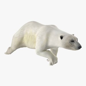 Polar Bear Swimming 3D Model