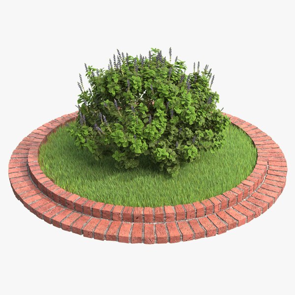 modelo 3d Plectranthus scutellarioides Plant bush 01 With Grass and ...