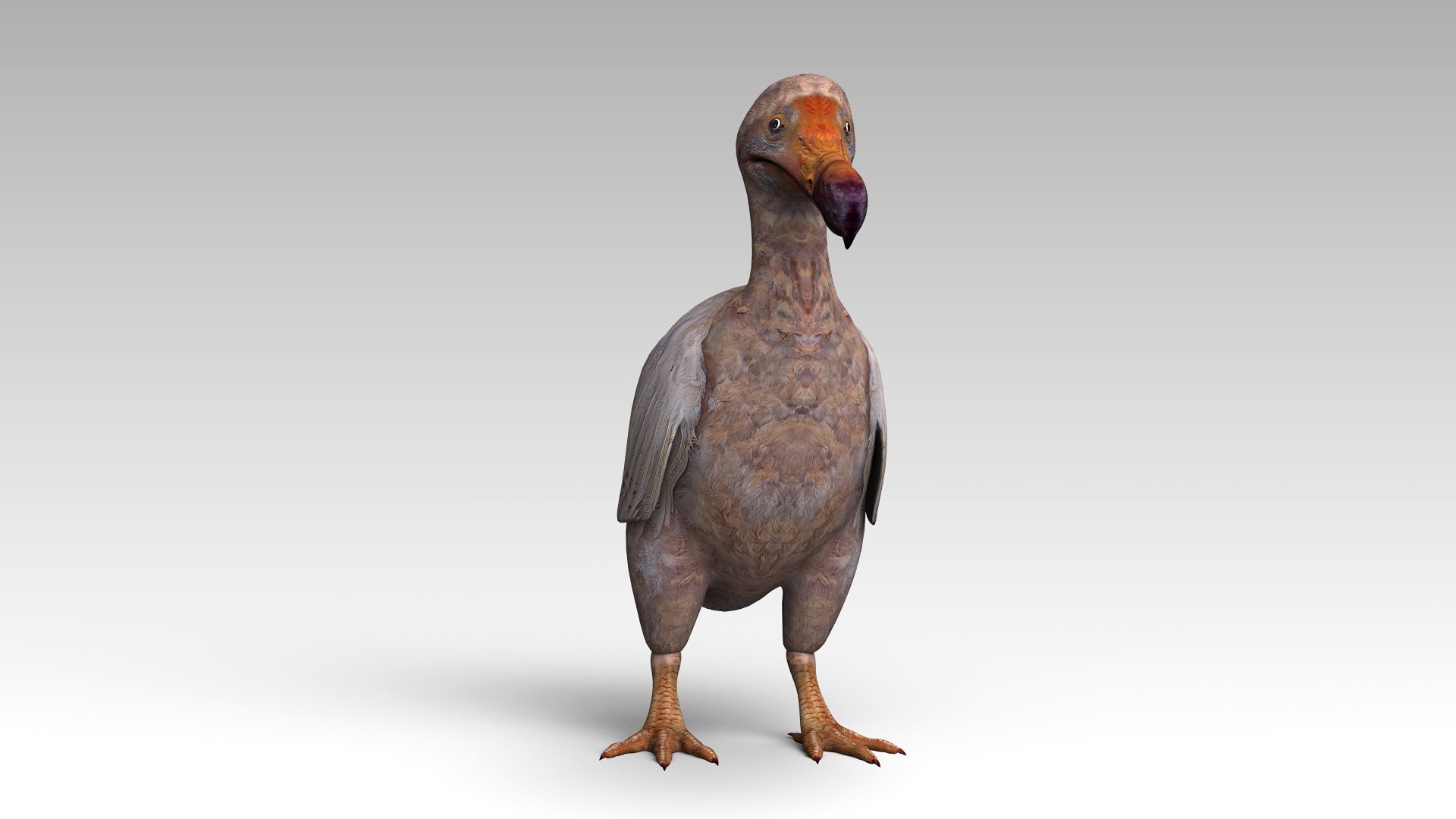 max dodo bird https://p.turbosquid.com/ts-thumb/DO/ZPX9qf/3bR1mMQN/dodo4/jpg/1583863797/1920x1080/fit_q87/c3c4b5ce5f2298119d4472dc7129cf9eef4749e6/dodo4.jpg