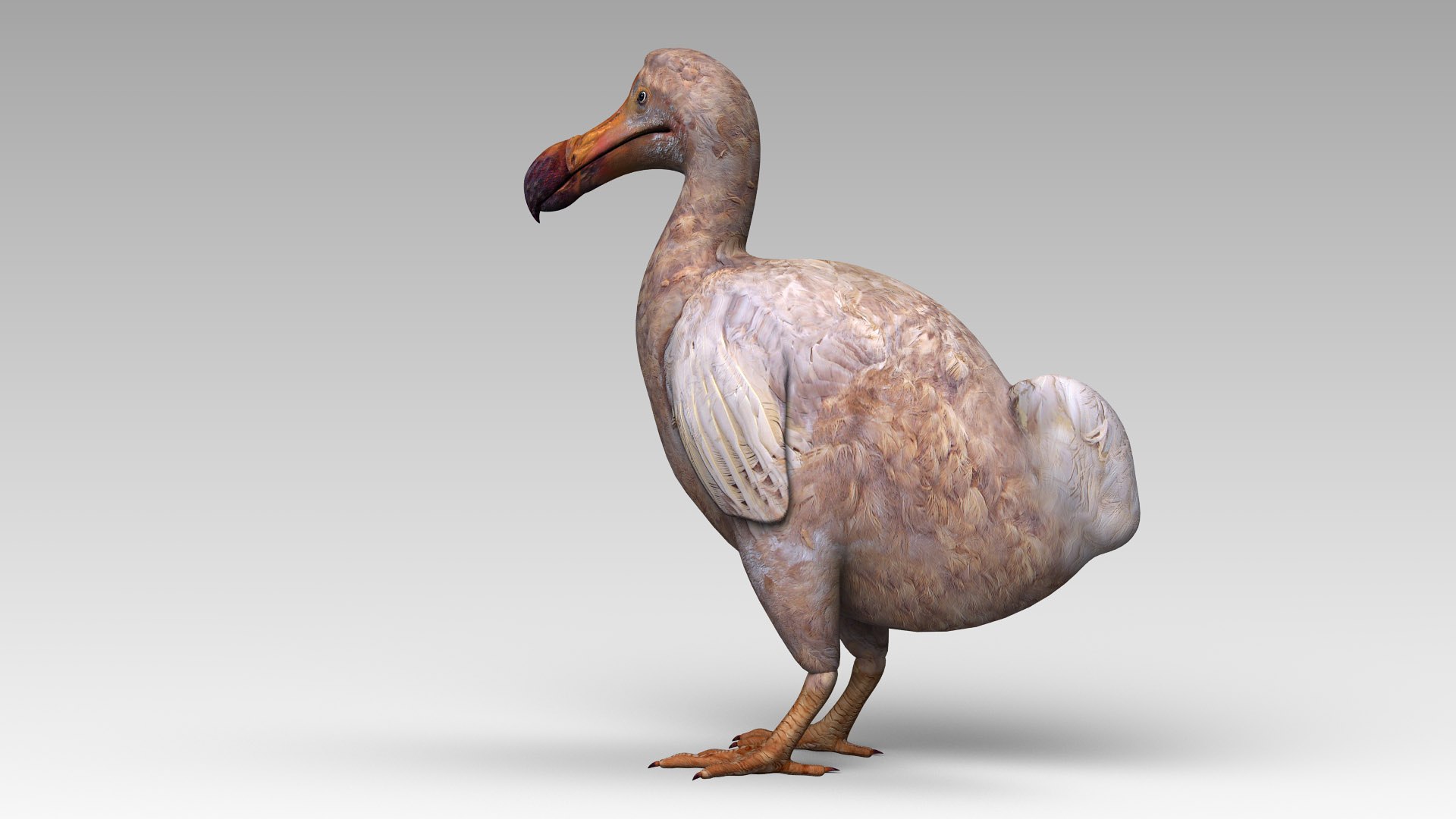 max dodo bird https://p.turbosquid.com/ts-thumb/DO/ZPX9qf/9b4DL40Q/dodo3/jpg/1583863797/1920x1080/fit_q87/de42d82af88b931775c470ab66776d29a7d13596/dodo3.jpg