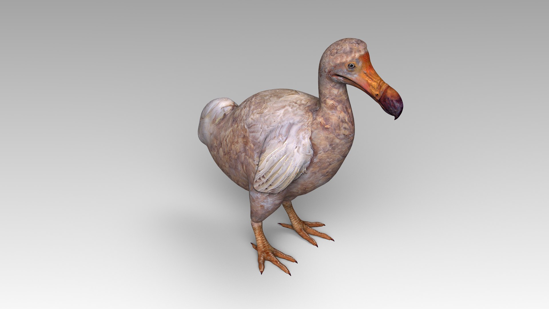 max dodo bird https://p.turbosquid.com/ts-thumb/DO/ZPX9qf/PeHzgCKt/dodo5/jpg/1583863797/1920x1080/fit_q87/8b9082598f2c40471c1ac2905b969ead1ce11353/dodo5.jpg
