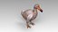 Dodo