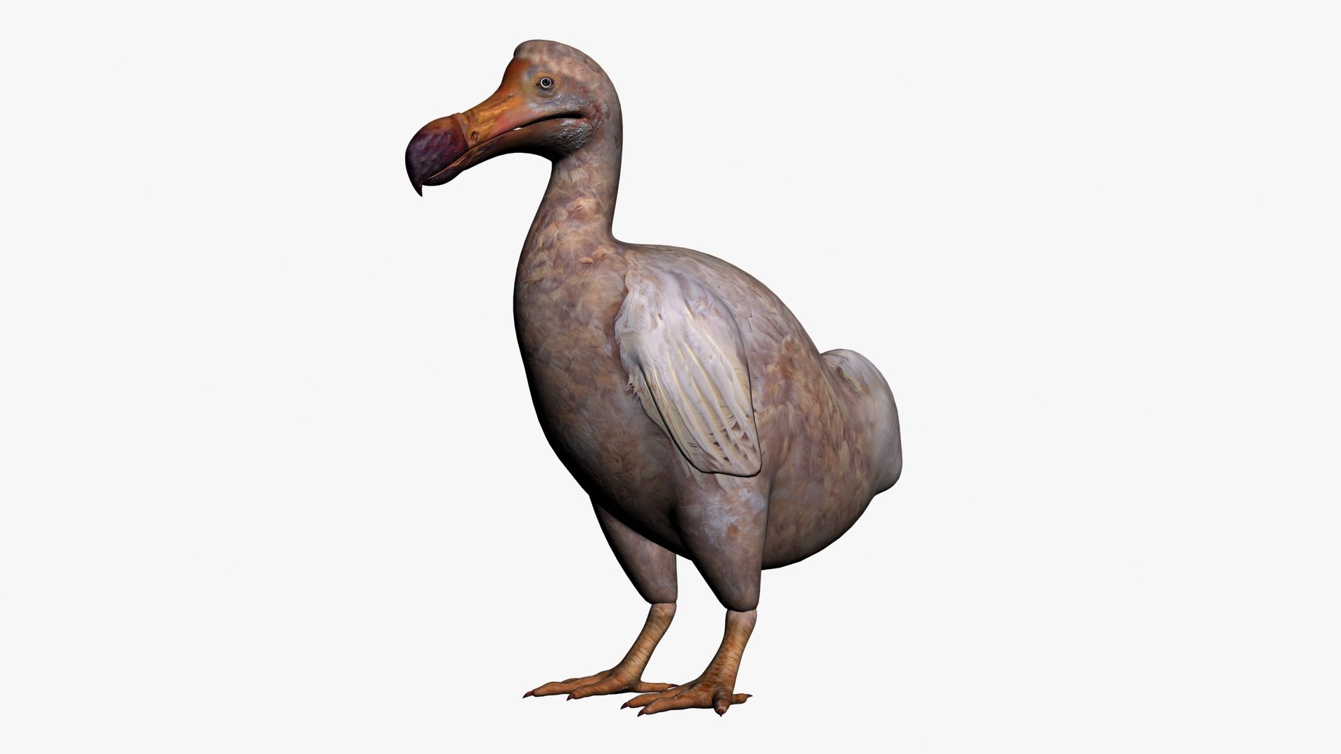 max dodo bird