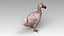 Dodo