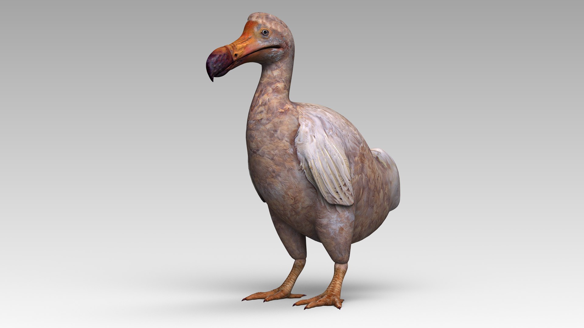 max dodo bird https://p.turbosquid.com/ts-thumb/DO/ZPX9qf/tzhYxtH9/dodo1/jpg/1583863797/1920x1080/fit_q87/d2e8dfc886fc11bd88895840ddfa357703903c08/dodo1.jpg