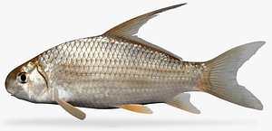 carpiodes velifer highfin carpsucker 3D model