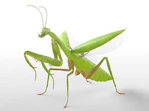 Praying Mantis Insect Rigged