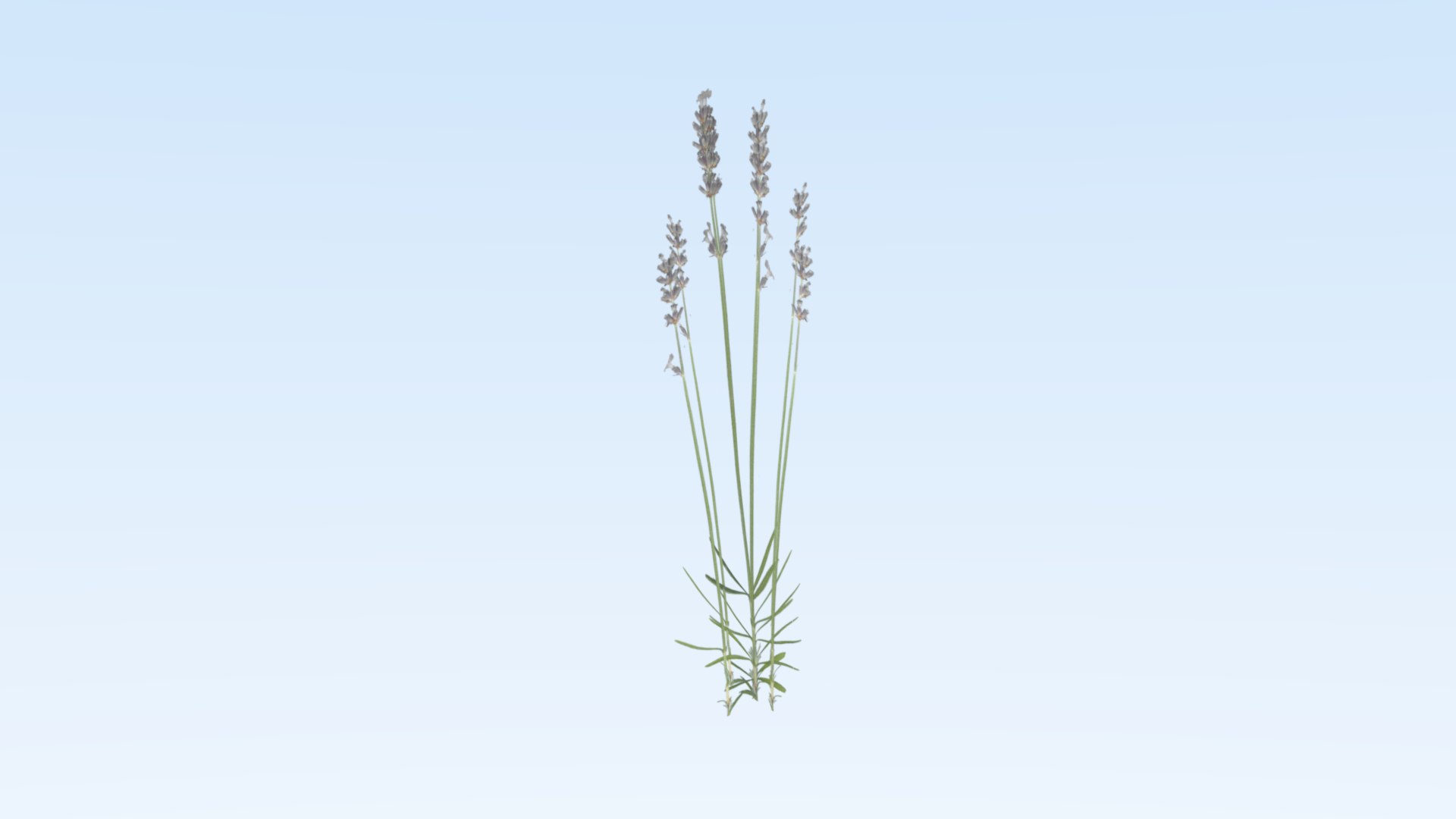 cereals grass 3D model https://p.turbosquid.com/ts-thumb/DO/rcgqgM/0C34tv1O/weed6/png/1545827366/1920x1080/fit_q87/ca5509da6c5490b34051cc465aec3c531d6038b5/weed6.jpg