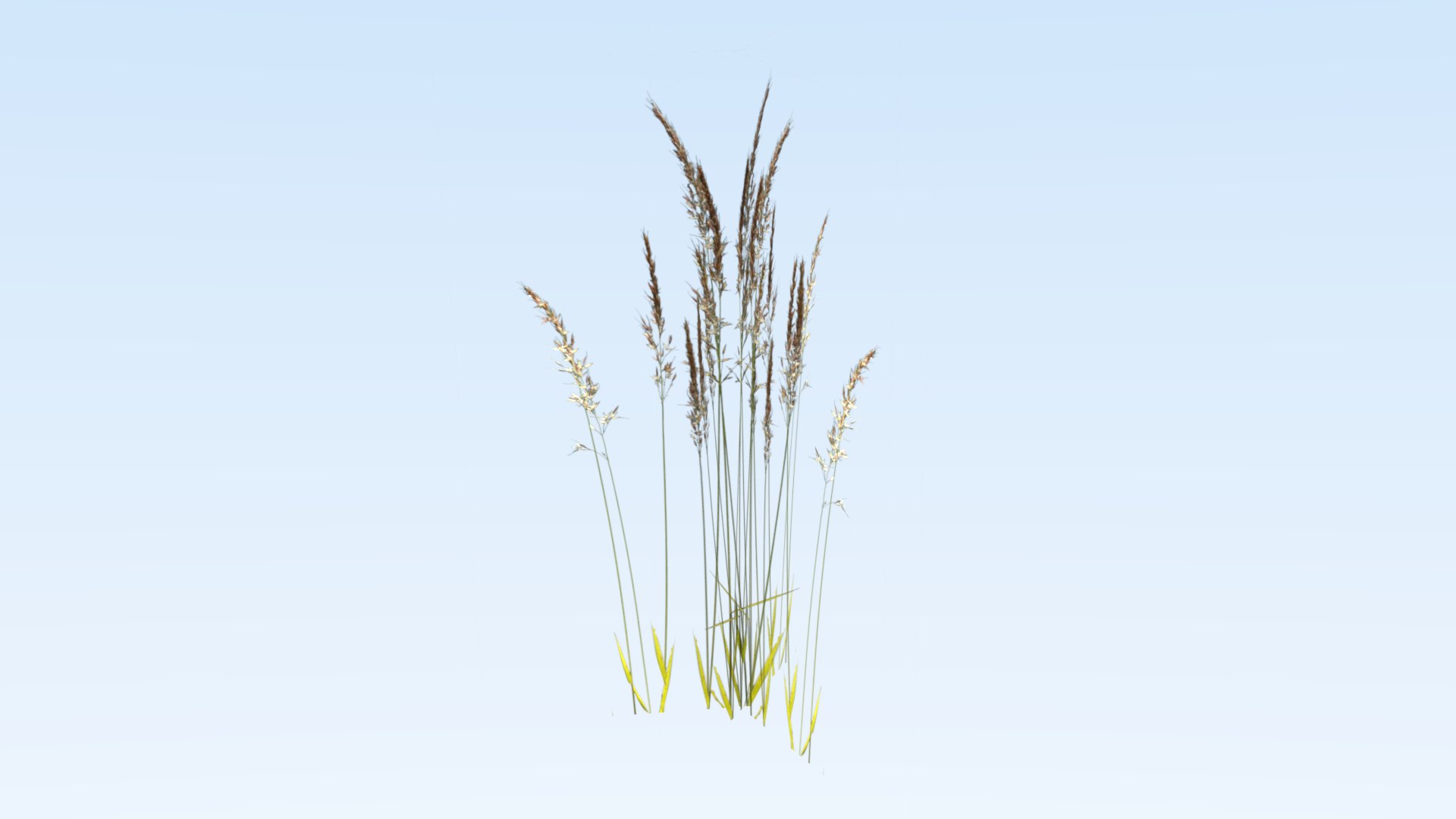 cereals grass 3D model https://p.turbosquid.com/ts-thumb/DO/rcgqgM/OWj2OuXq/weed8/png/1545827366/1920x1080/fit_q87/cc8fbfd1ce050c3cebb3de22921fb1f467237295/weed8.jpg