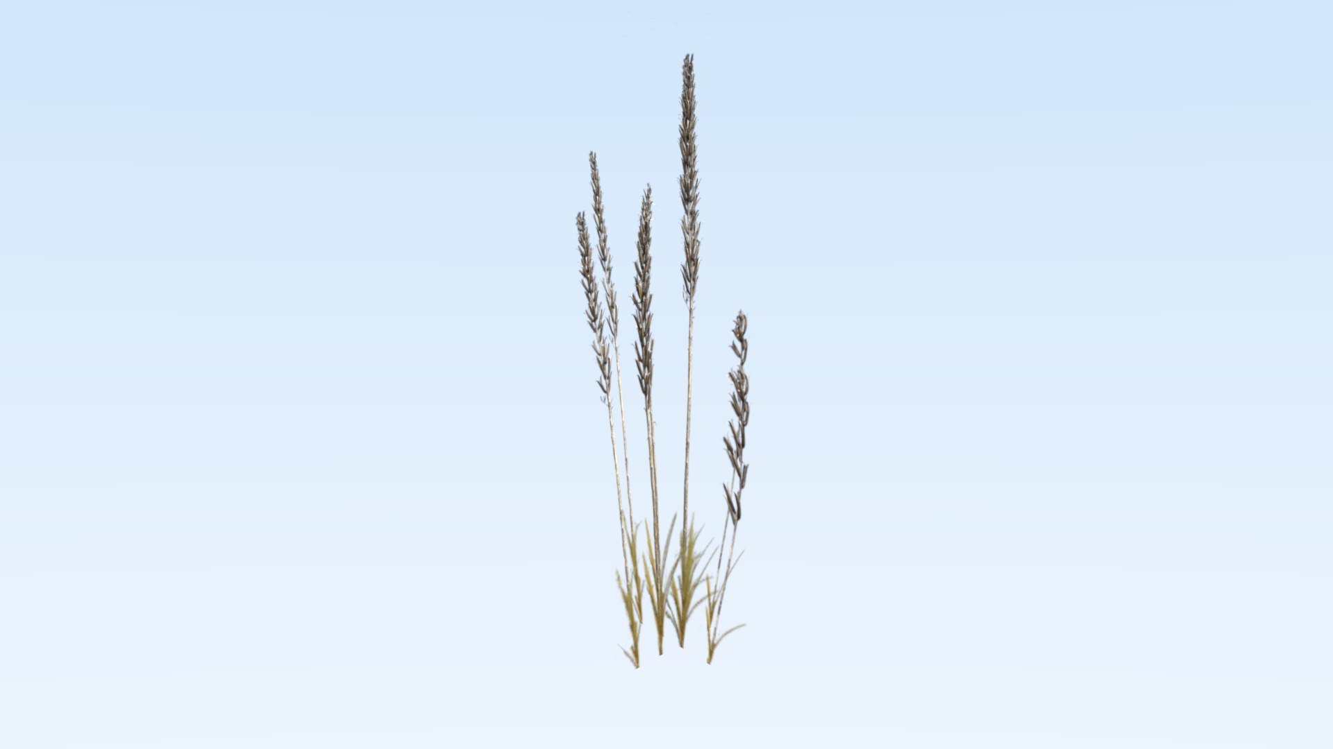 cereals grass 3D model https://p.turbosquid.com/ts-thumb/DO/rcgqgM/bk5R1eia/weed5/png/1545827366/1920x1080/fit_q87/fd777e5d9b09dbc6cf151df0364ae83923af0935/weed5.jpg