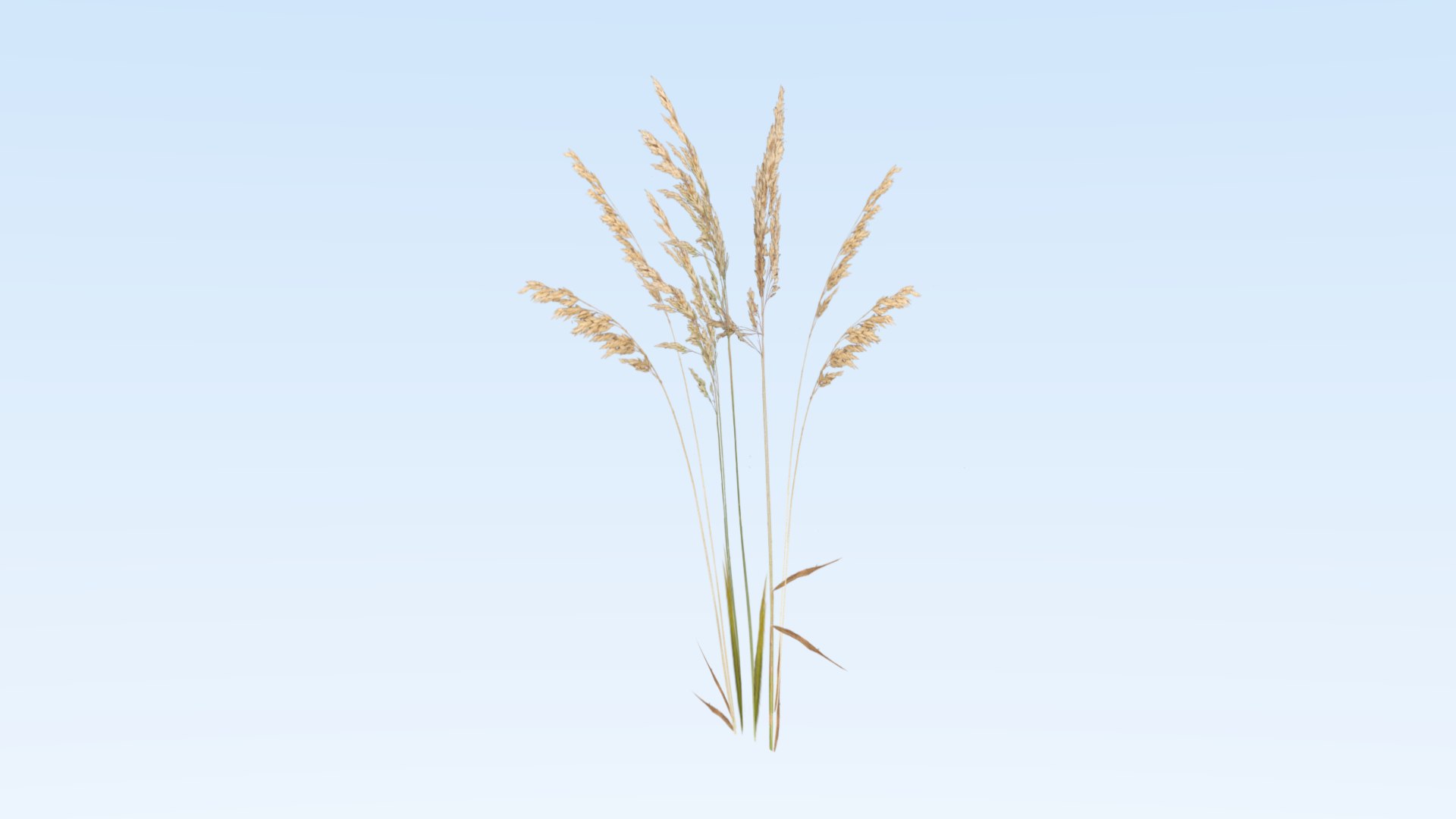 cereals grass 3D model https://p.turbosquid.com/ts-thumb/DO/rcgqgM/eqEFnvNR/weed7/png/1545827366/1920x1080/fit_q87/9f6059bc5c461fa9638d3b8f70013631e3097984/weed7.jpg