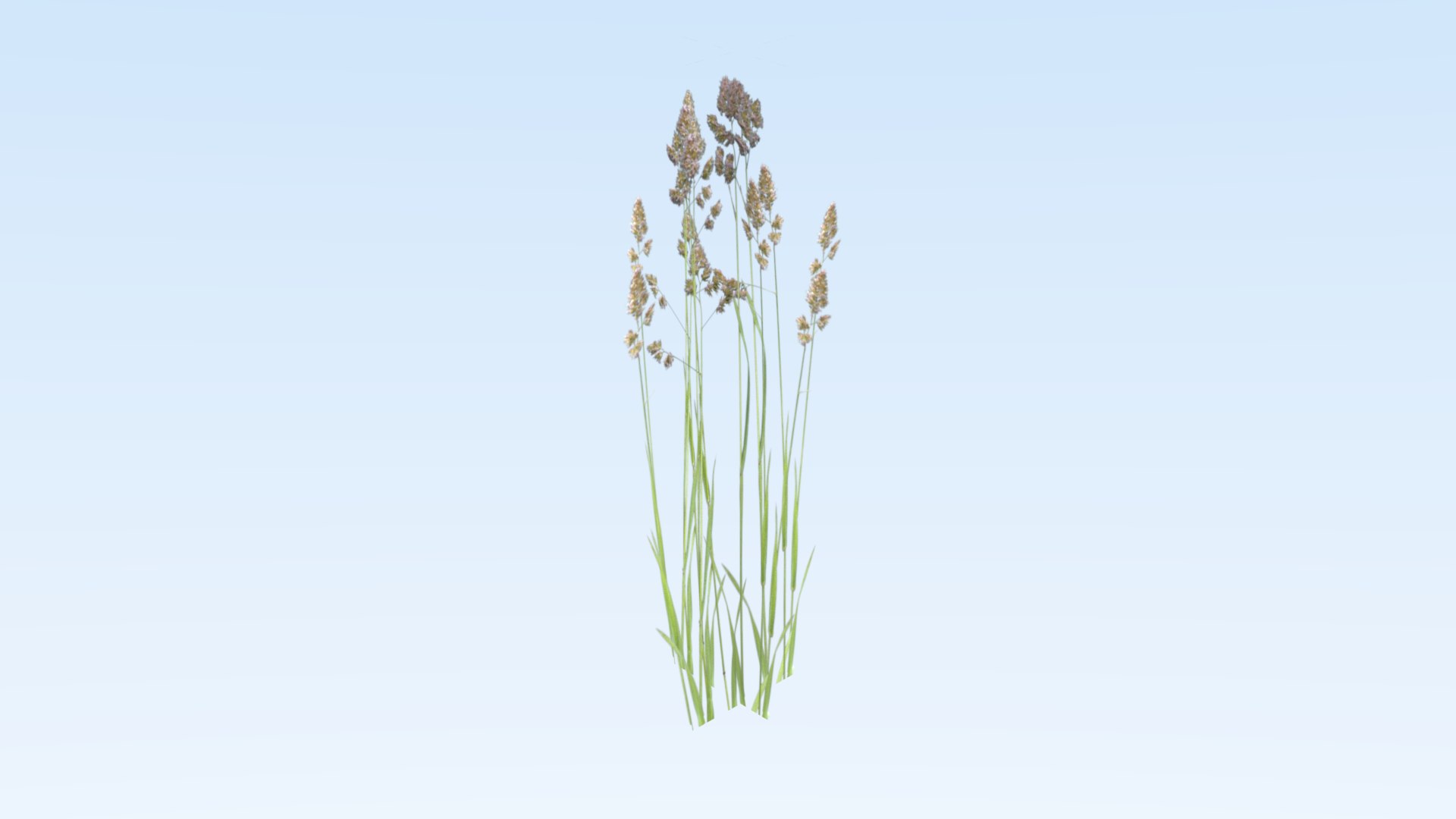 cereals grass 3D model https://p.turbosquid.com/ts-thumb/DO/rcgqgM/kydFr2up/weed9/png/1545827366/1920x1080/fit_q87/726ba5c55e3eb89b06d301e0f7927a71572261d8/weed9.jpg