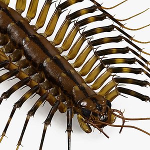 Scutigera Coleoptrata 3D model