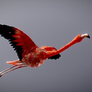 American Flamingo 3D