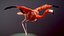 American Flamingo