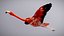 American Flamingo