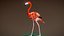 American Flamingo