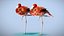 American Flamingo
