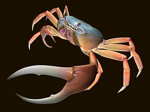 3d model blue land crab