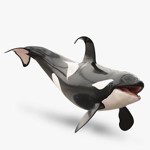 Killer Whale Adult Rigged