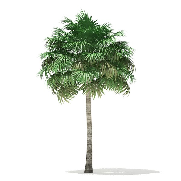3D thatch palm tree 10m
